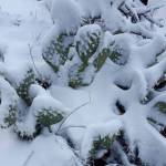 Wintery Prickly Pear