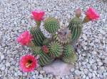 Flowering Cactus
