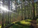 Inner Basin Trail, Flagstaff