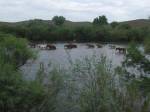 Wild horses in the Salt River