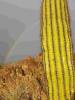 Saguaro